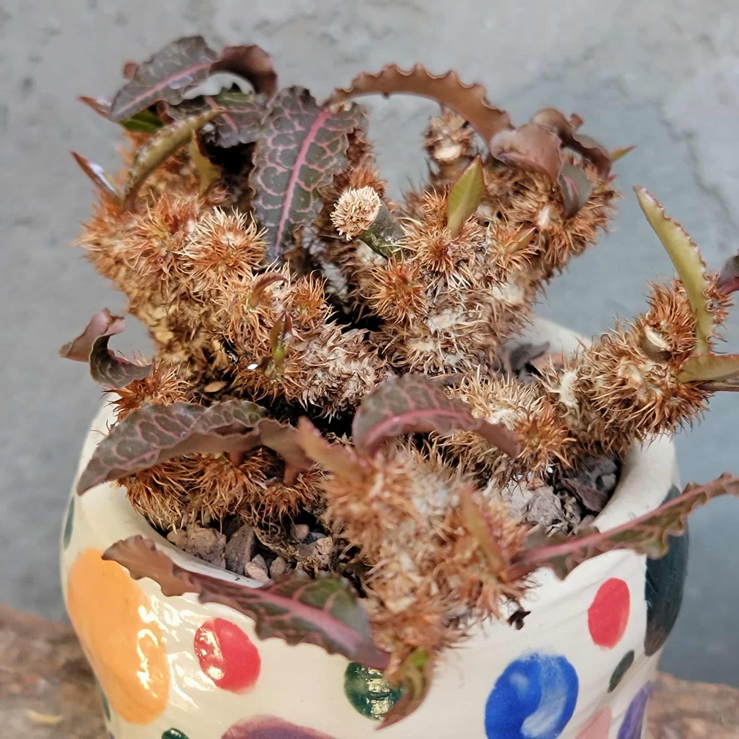 Euphorbia francoisii v. Leandri
