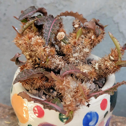 Euphorbia francoisii v. Leandri