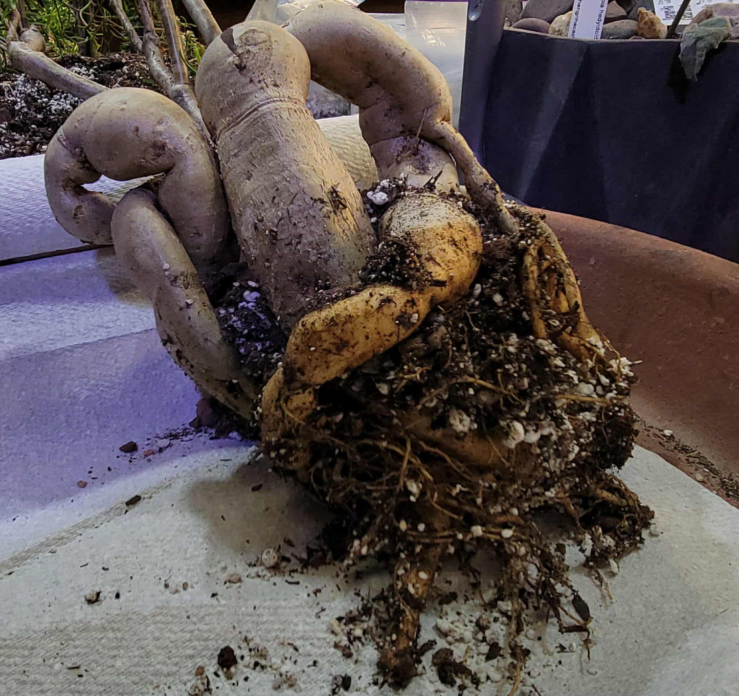 Euphorbia hedyotoides - 4 Feet Tall!