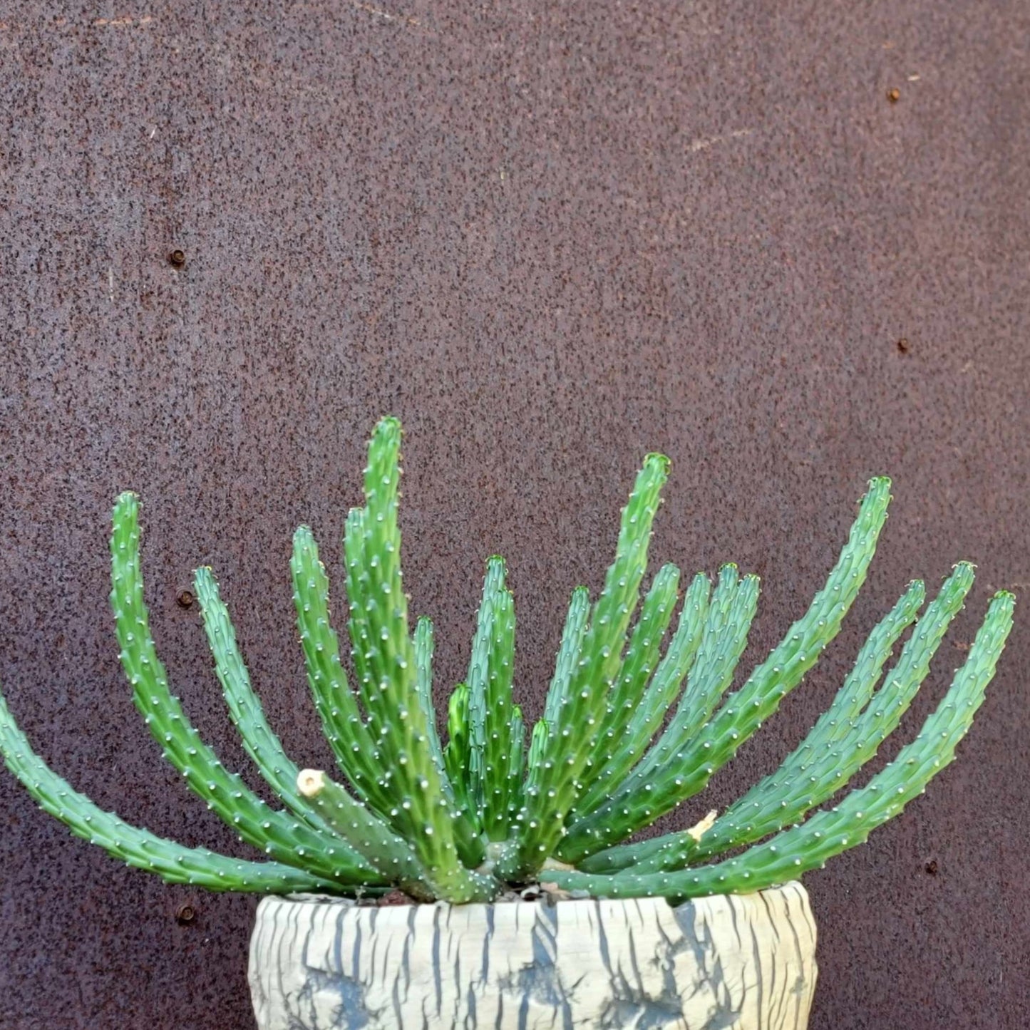 Euphorbia inermis var. huttonae - Medusa - Green Crown