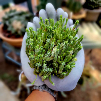 Cement Hands Cactus Succulent Planter - Large