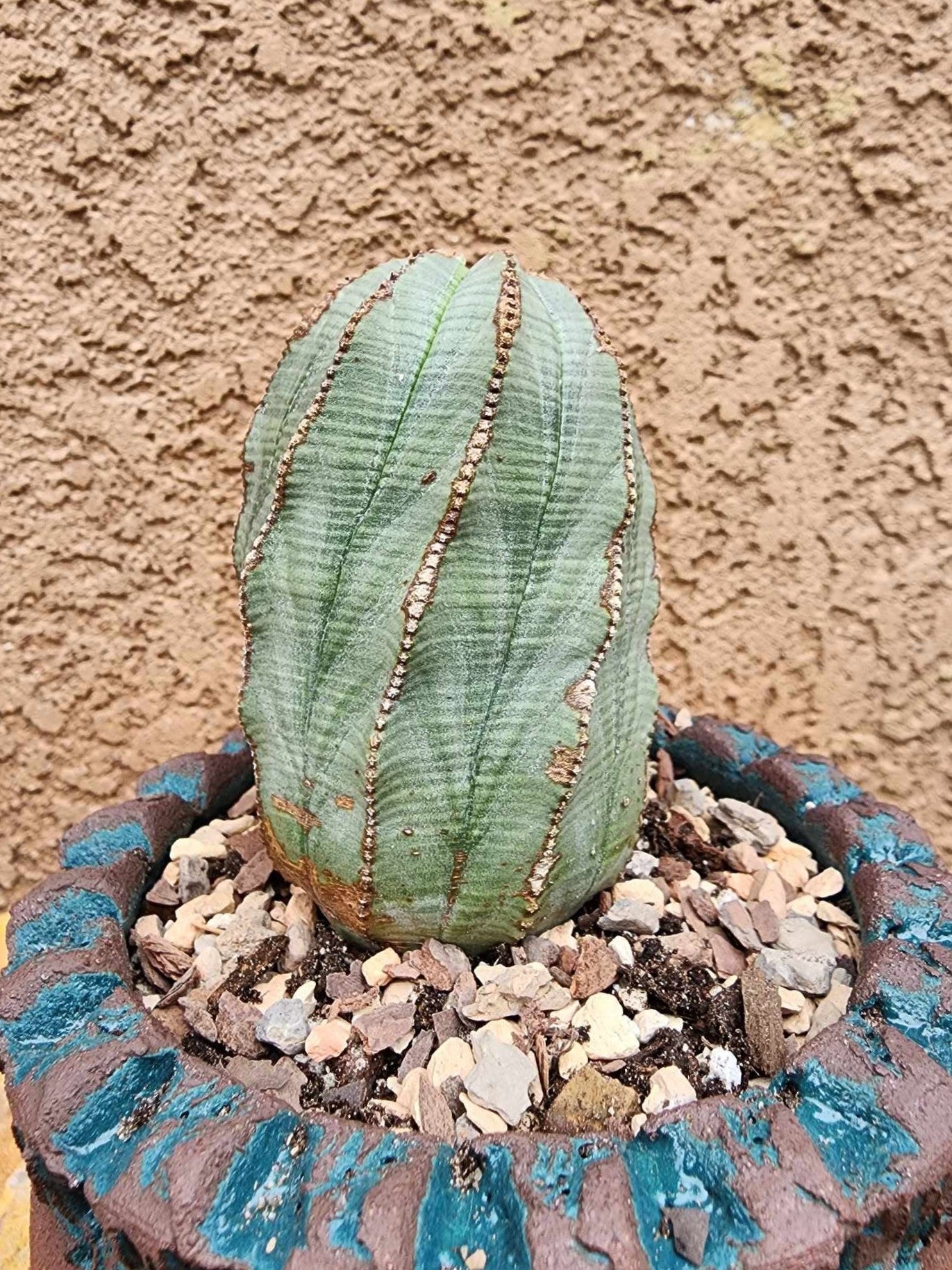 Euphorbia obesa
