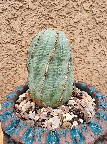 Euphorbia obesa