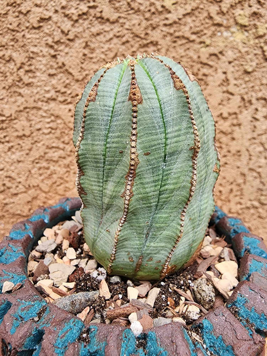 Euphorbia obesa