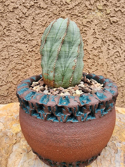 Euphorbia obesa
