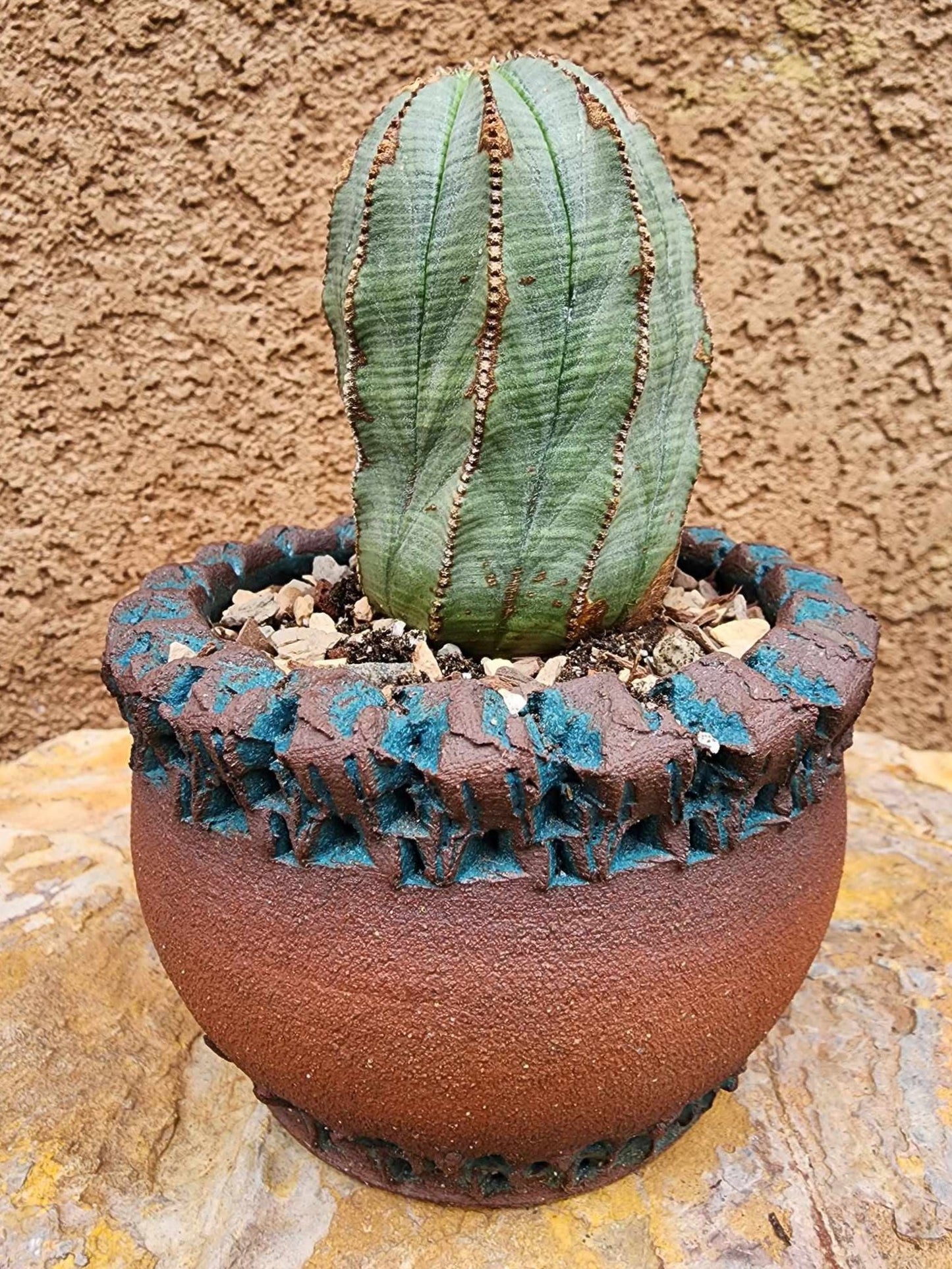 Euphorbia obesa