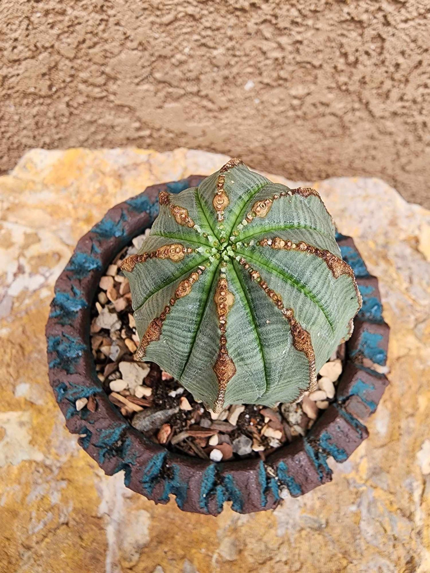Euphorbia obesa
