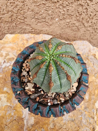Euphorbia obesa