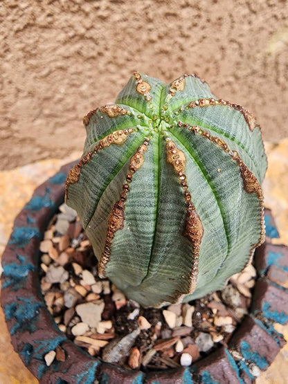 Euphorbia obesa