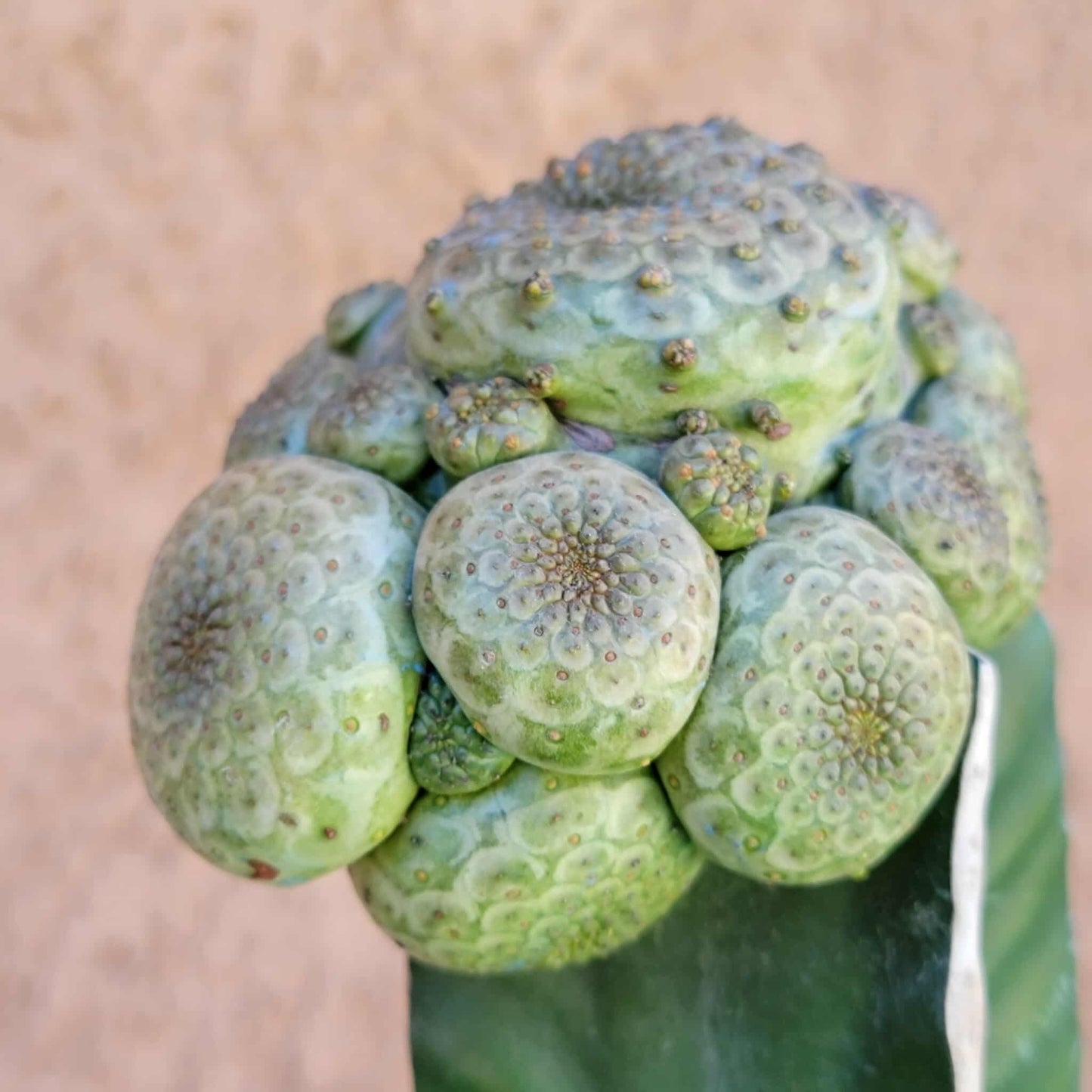 Euphorbia turbiniformis - HUGE - So many heads!!