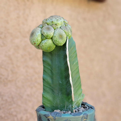 Euphorbia turbiniformis - HUGE - So many heads!!