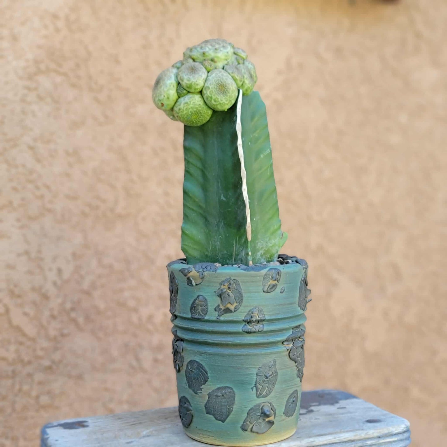 Euphorbia turbiniformis - HUGE - So many heads!!