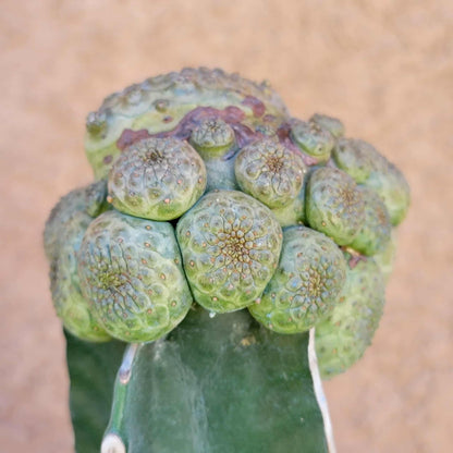 Euphorbia turbiniformis - HUGE - So many heads!!
