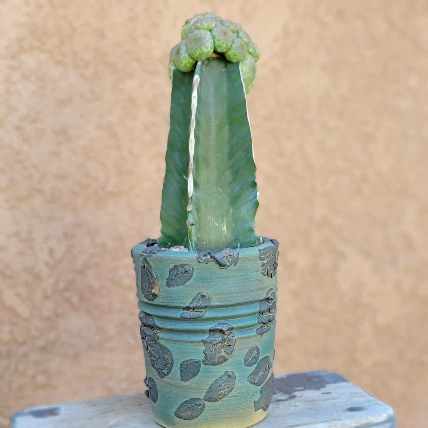 Euphorbia turbiniformis - HUGE - So many heads!!