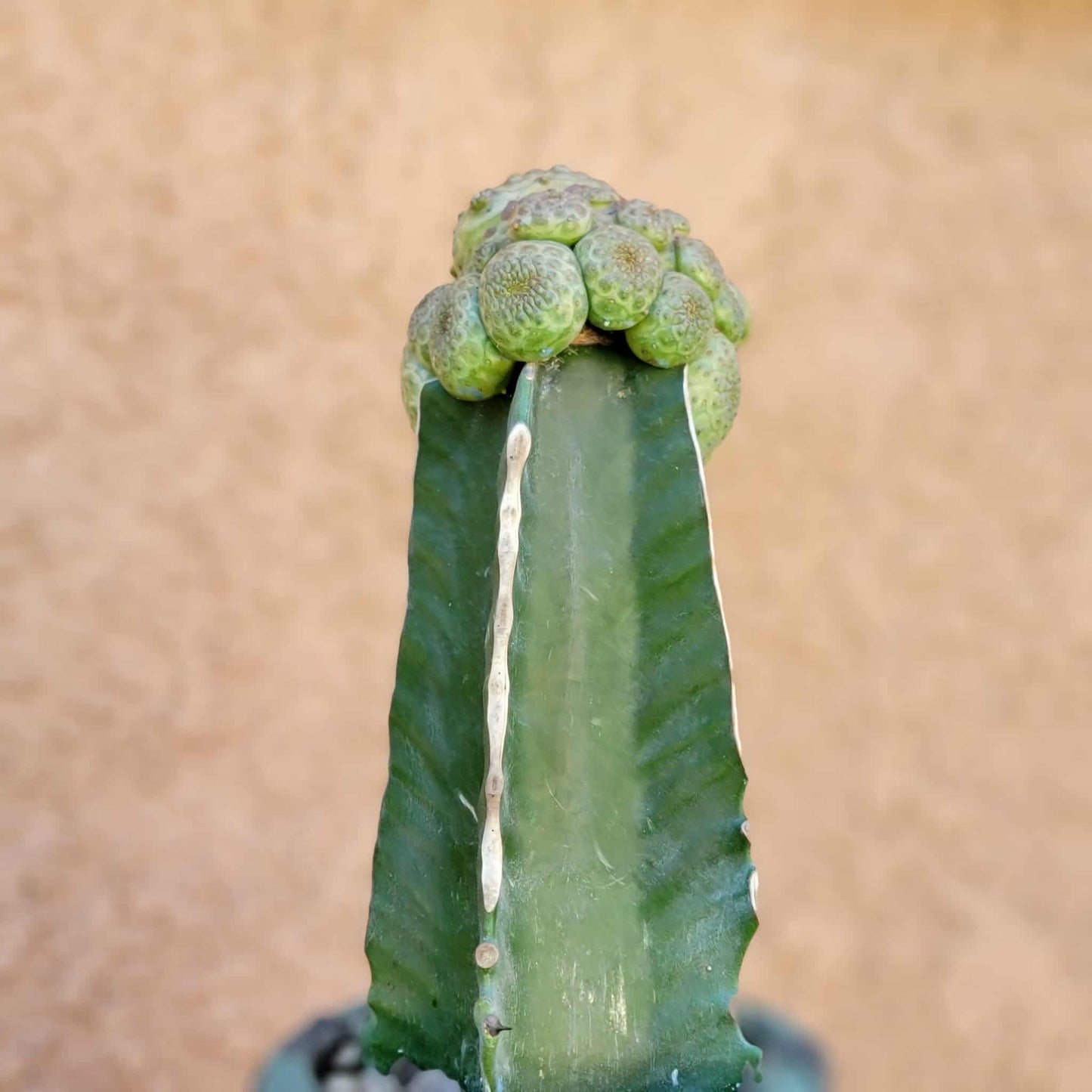 Euphorbia turbiniformis - HUGE - So many heads!!