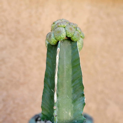 Euphorbia turbiniformis - HUGE - So many heads!!