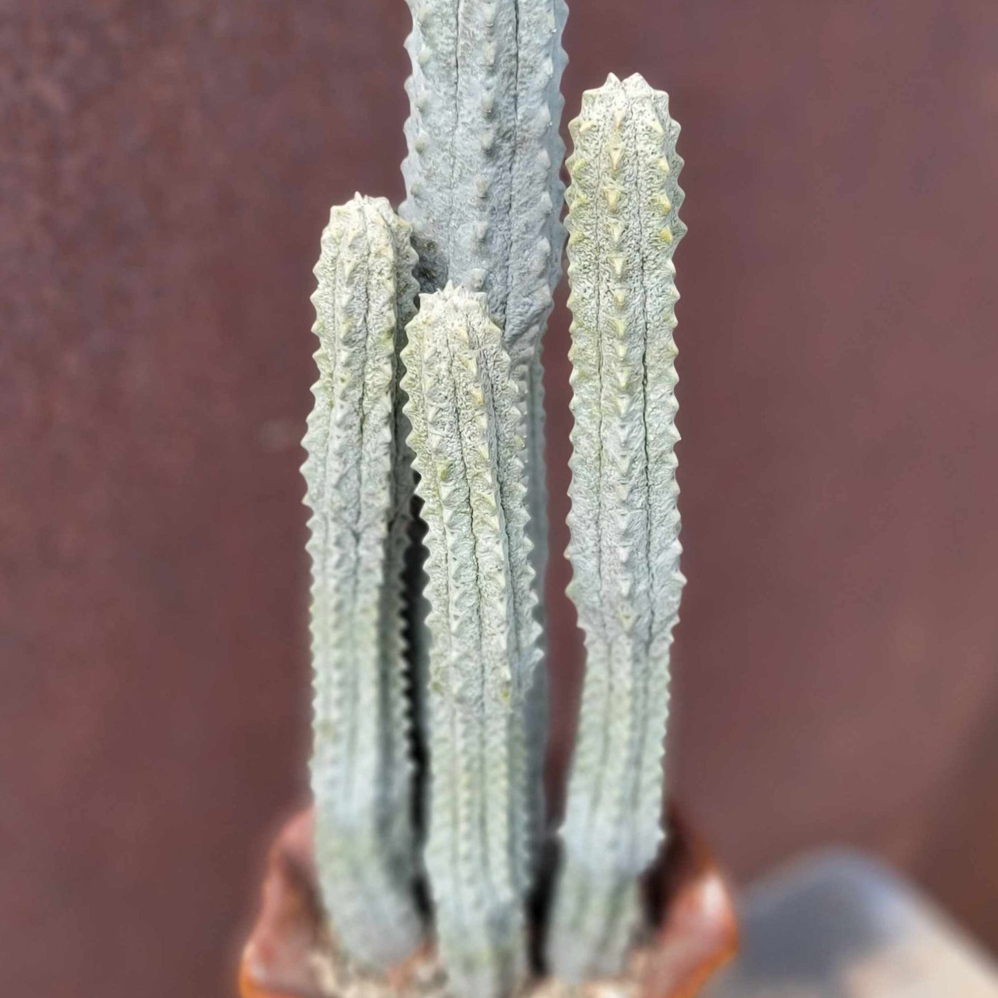 Euphorbia abdelkuri - The TALLEST One! - Huge Rare Succulent - 28" Tall!