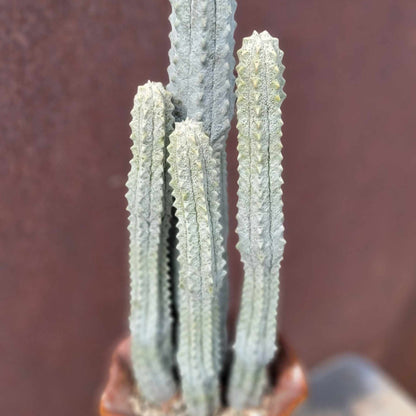 Euphorbia abdelkuri - The TALLEST One! - Huge Rare Succulent - 28" Tall!