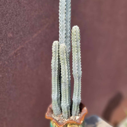 Euphorbia abdelkuri - The TALLEST One! - Huge Rare Succulent - 28" Tall!