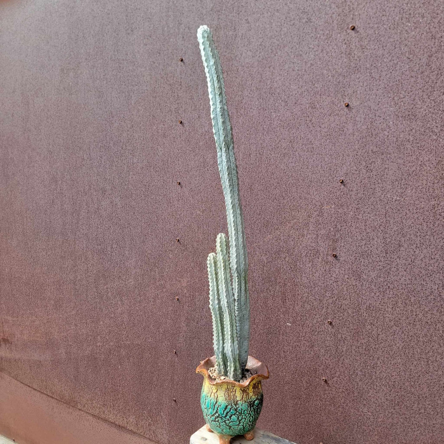 Euphorbia abdelkuri - The TALLEST One! - Huge Rare Succulent - 28" Tall!