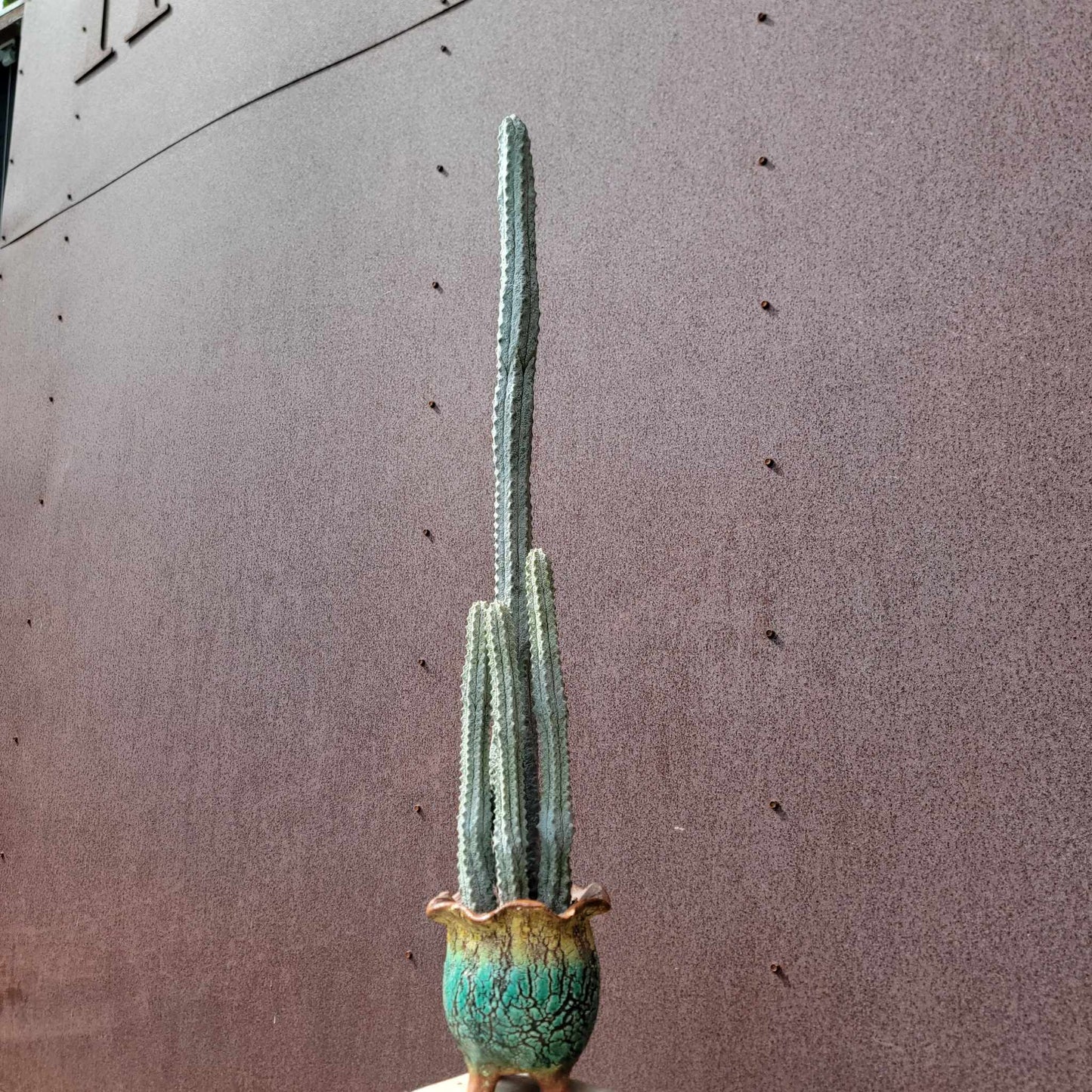 Euphorbia abdelkuri - The TALLEST One! - Huge Rare Succulent - 28" Tall!