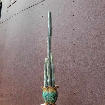 Euphorbia abdelkuri - The TALLEST One! - Huge Rare Succulent - 28" Tall!
