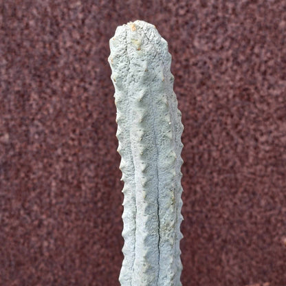 Euphorbia abdelkuri - The TALLEST One! - Huge Rare Succulent - 28" Tall!