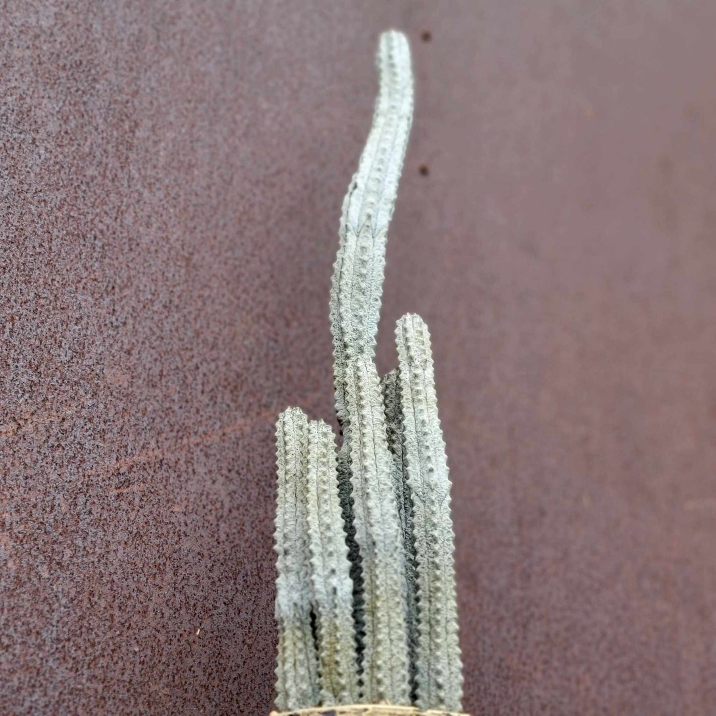 Euphorbia abdelkuri - 6 Arms