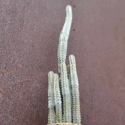 Euphorbia abdelkuri - 6 Arms