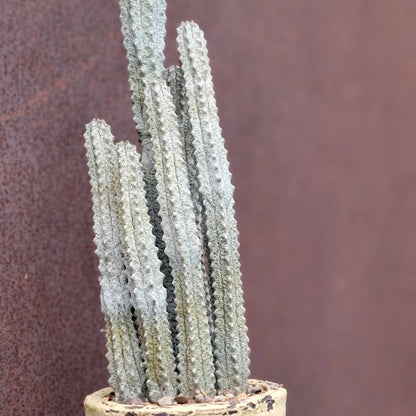 Euphorbia abdelkuri - 6 Arms