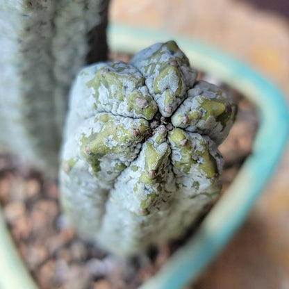 Euphorbia abdelkuri - Double Head