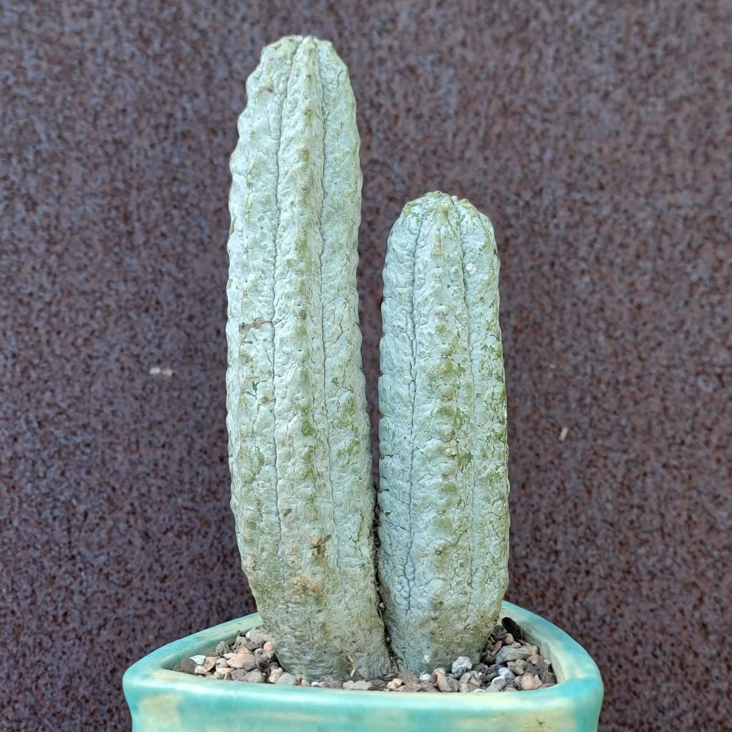 Euphorbia abdelkuri - Double Head