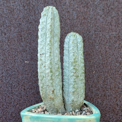 Euphorbia abdelkuri - Double Head