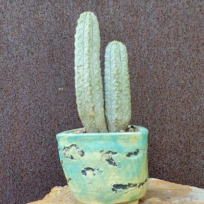 Euphorbia abdelkuri - Double Head