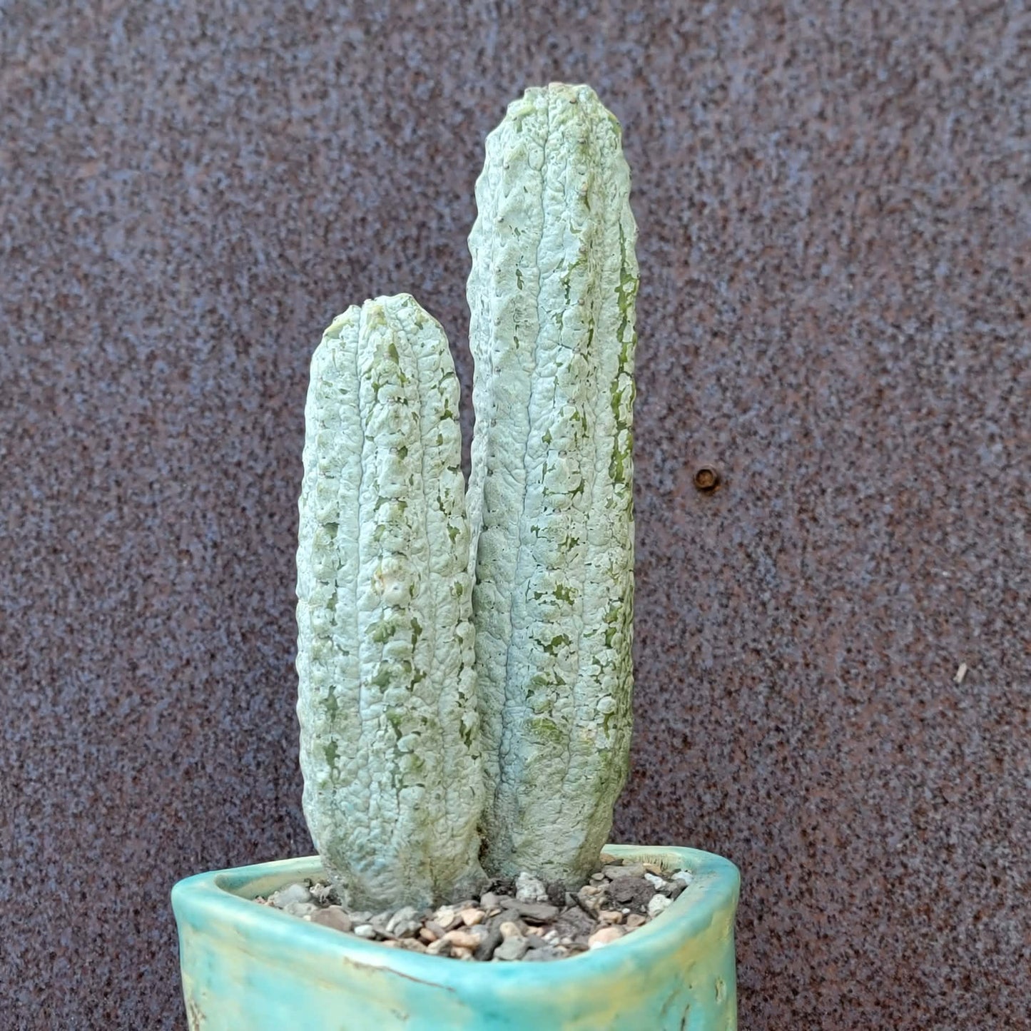 Euphorbia abdelkuri - Double Head