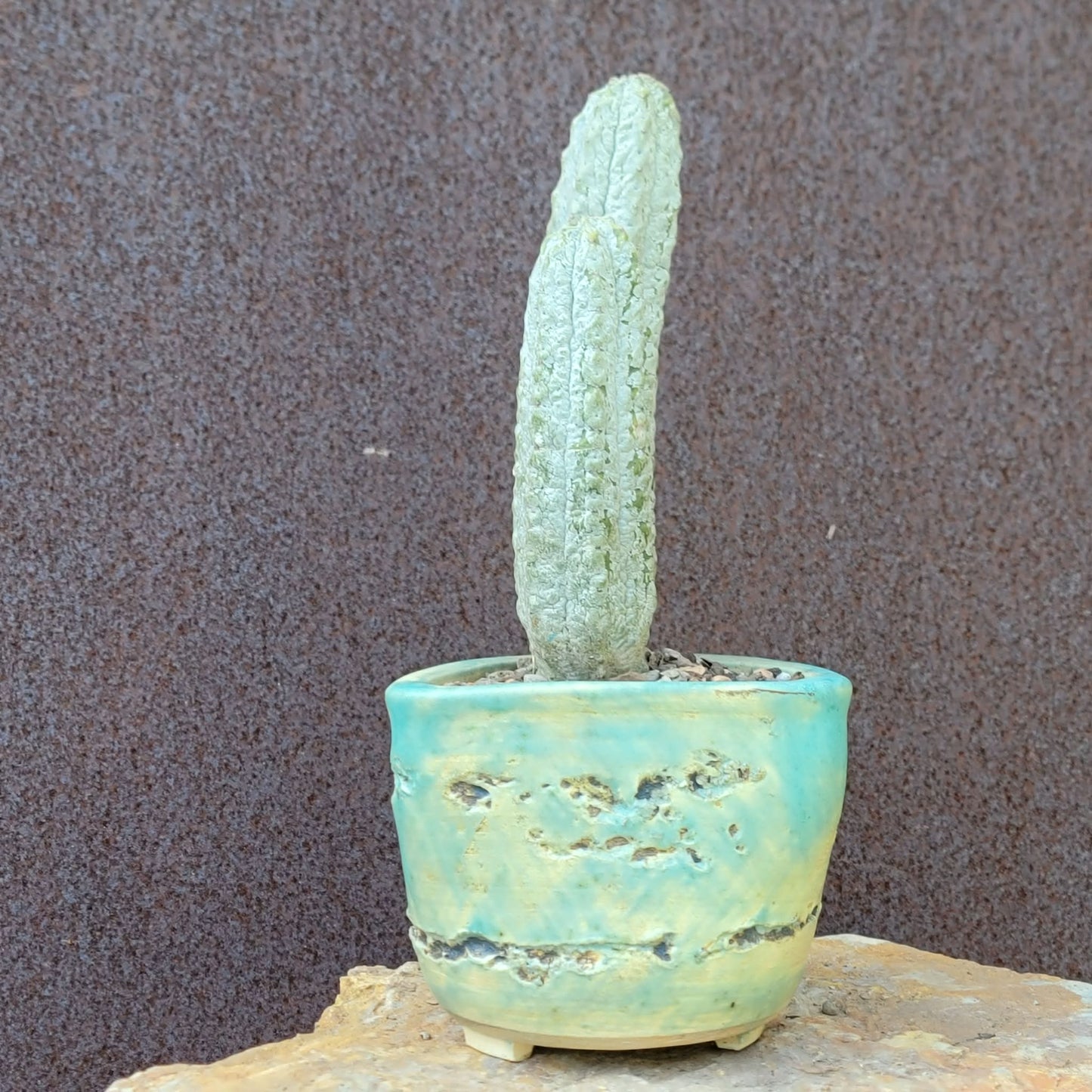 Euphorbia abdelkuri - Double Head