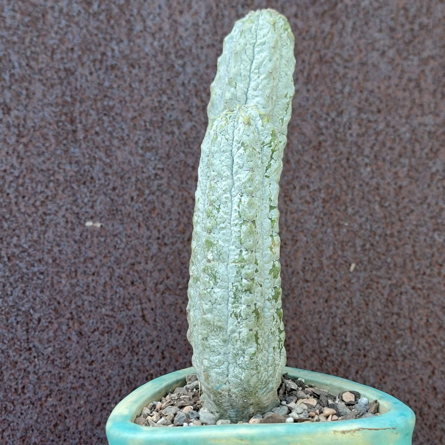 Euphorbia abdelkuri - Double Head