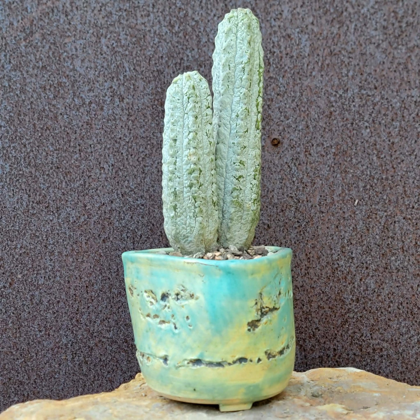 Euphorbia abdelkuri - Double Head