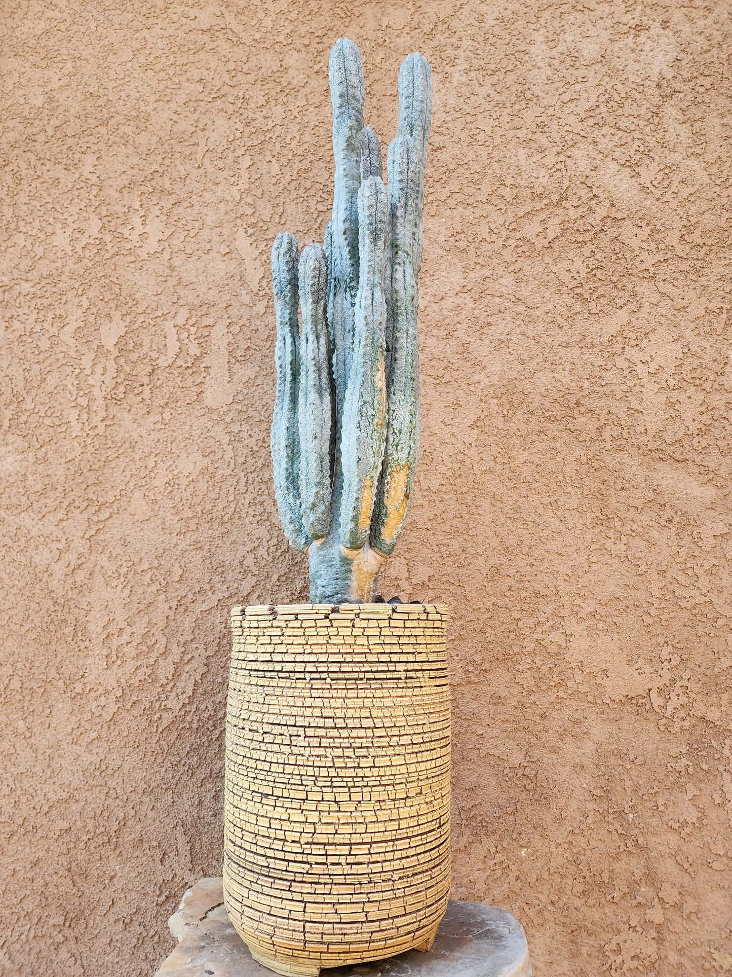 Euphorbia abdelkuri - HUGE! - 10 Arms! 25" Tall! Collector Specimen (Last one!)