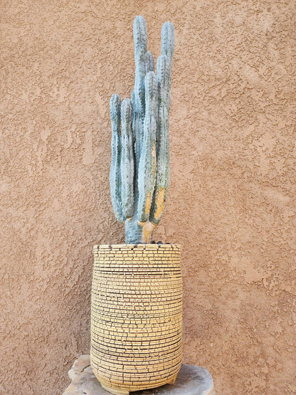 Euphorbia abdelkuri - HUGE! - 10 Arms! 25" Tall! Collector Specimen (Last one!)