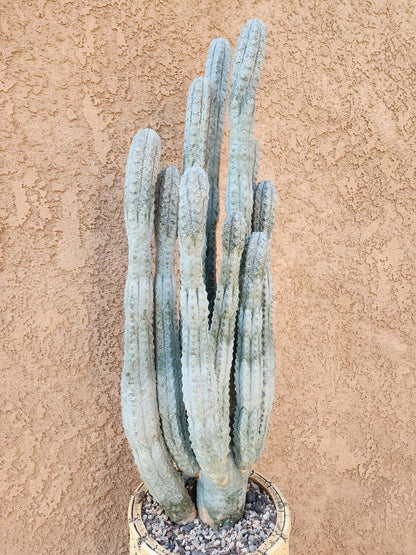 Euphorbia abdelkuri - HUGE! - 10 Arms! 25" Tall! Collector Specimen (Last one!)