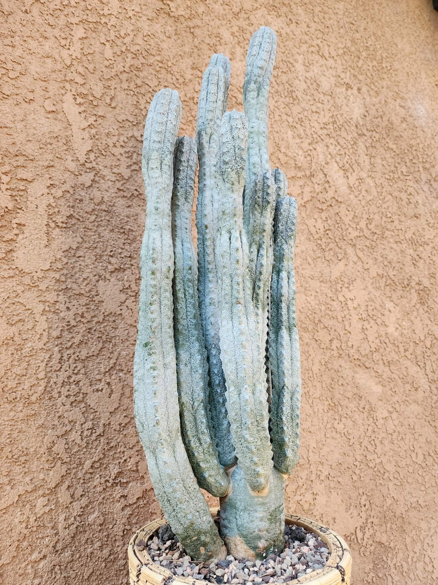 Euphorbia abdelkuri - HUGE! - 10 Arms! 25" Tall! Collector Specimen (Last one!)