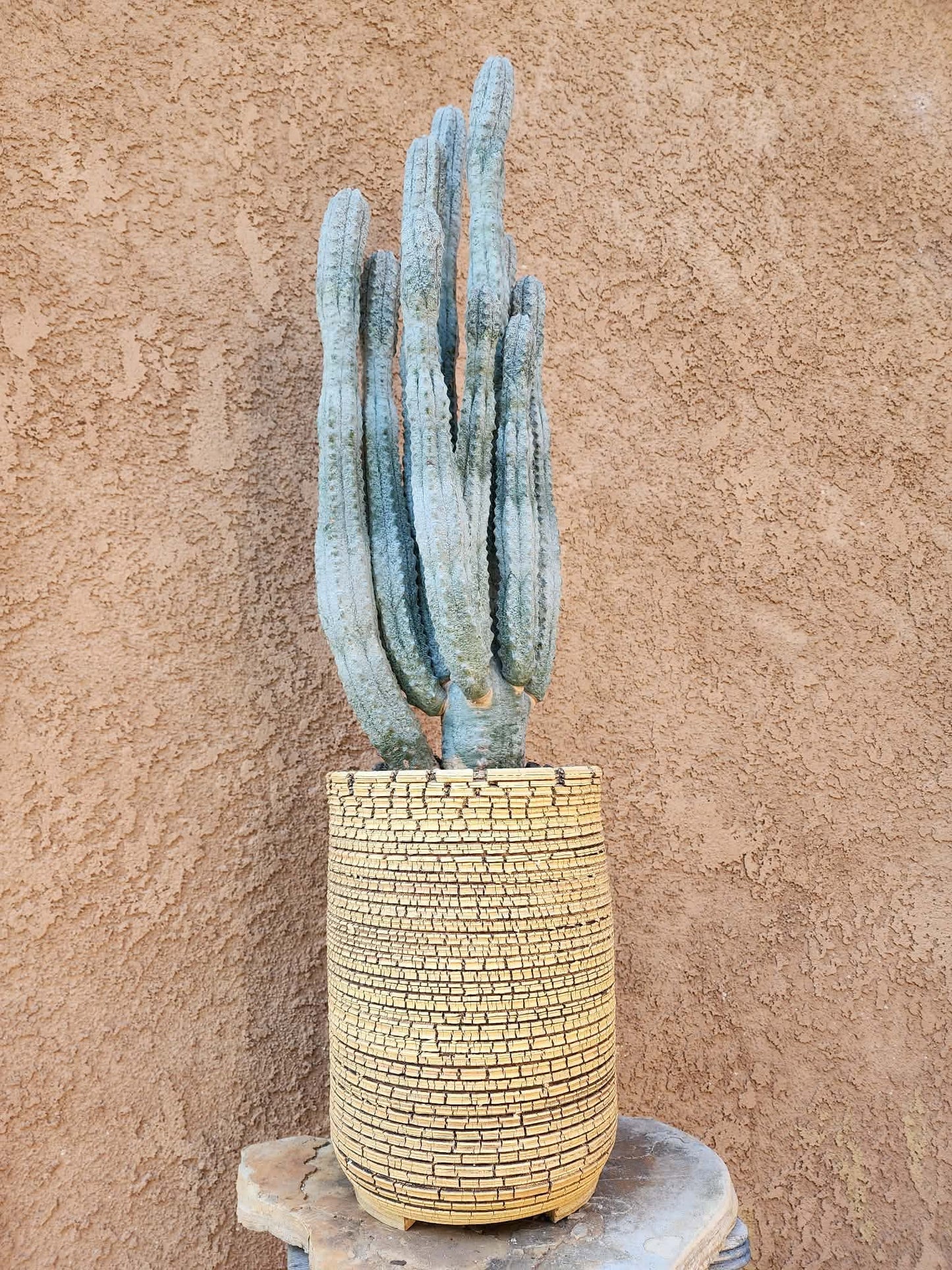 Euphorbia abdelkuri - HUGE! - 10 Arms! 25" Tall! Collector Specimen (Last one!)