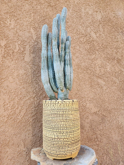 Euphorbia abdelkuri - HUGE! - 10 Arms! 25" Tall! Collector Specimen (Last one!)