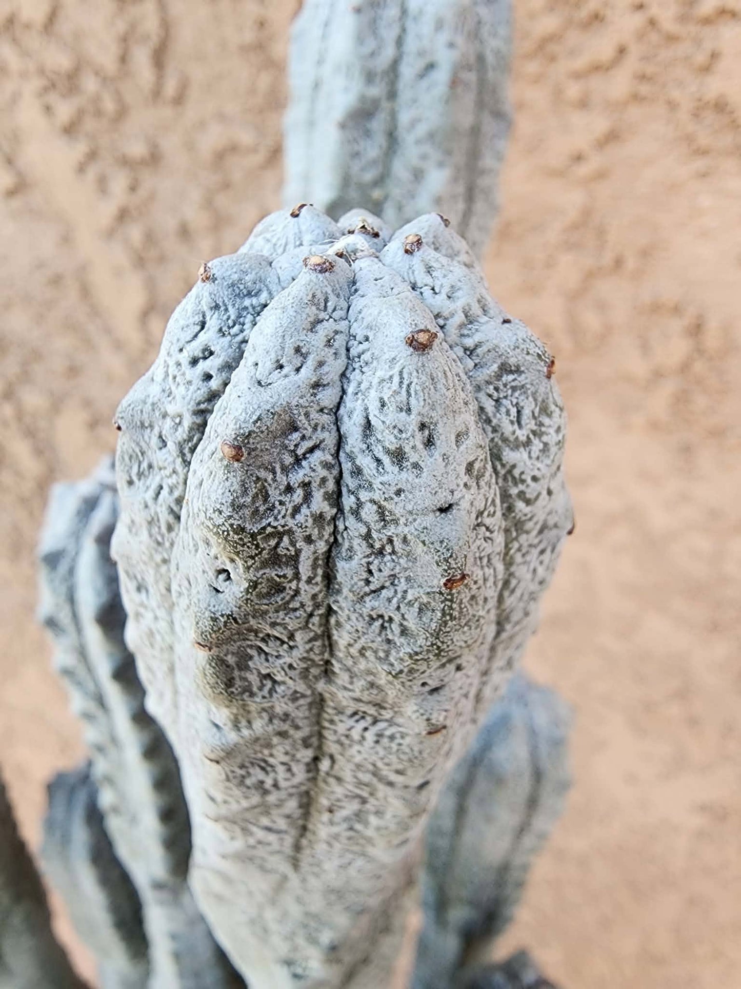 Euphorbia abdelkuri - HUGE! - 10 Arms! 25" Tall! Collector Specimen (Last one!)
