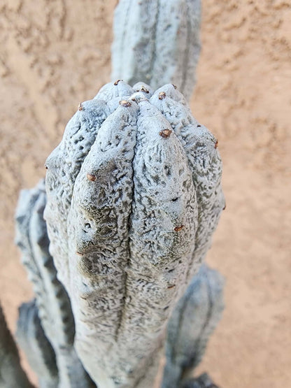 Euphorbia abdelkuri - HUGE! - 10 Arms! 25" Tall! Collector Specimen (Last one!)