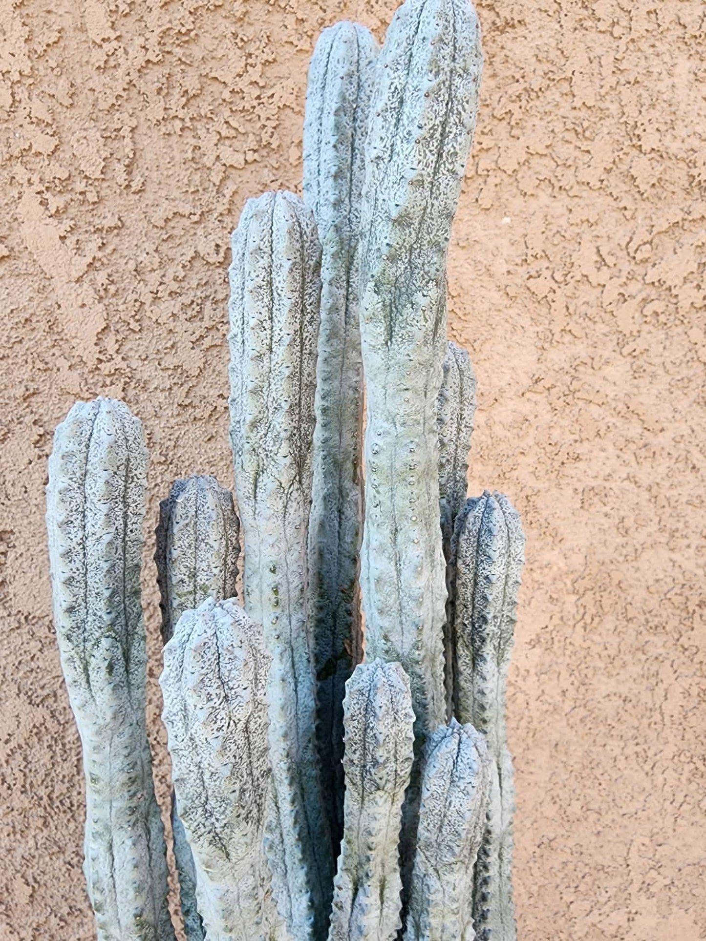 Euphorbia abdelkuri - HUGE! - 10 Arms! 25" Tall! Collector Specimen (Last one!)