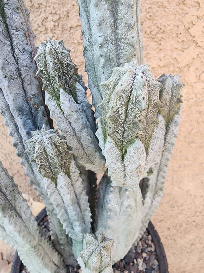 Euphorbia abdelkuri - 10 Arms!