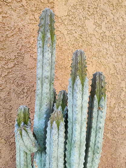 Euphorbia abdelkuri - 10 Arms!
