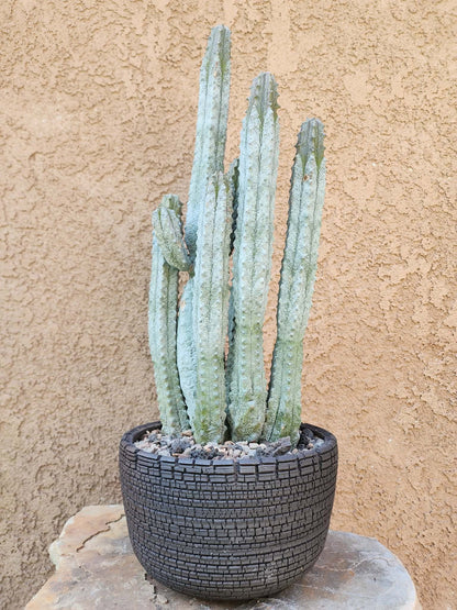 Euphorbia abdelkuri - 10 Arms!